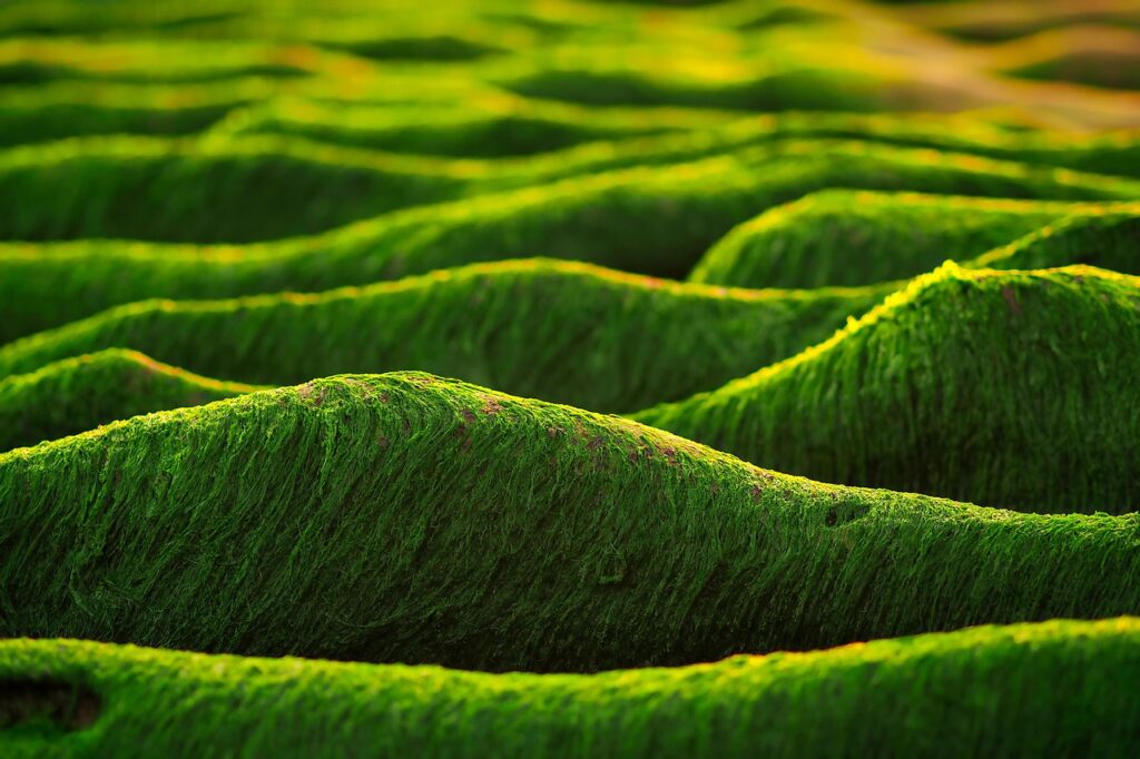 Algae-Carbon Nanofiber Cells Redefine Hydrogen Production