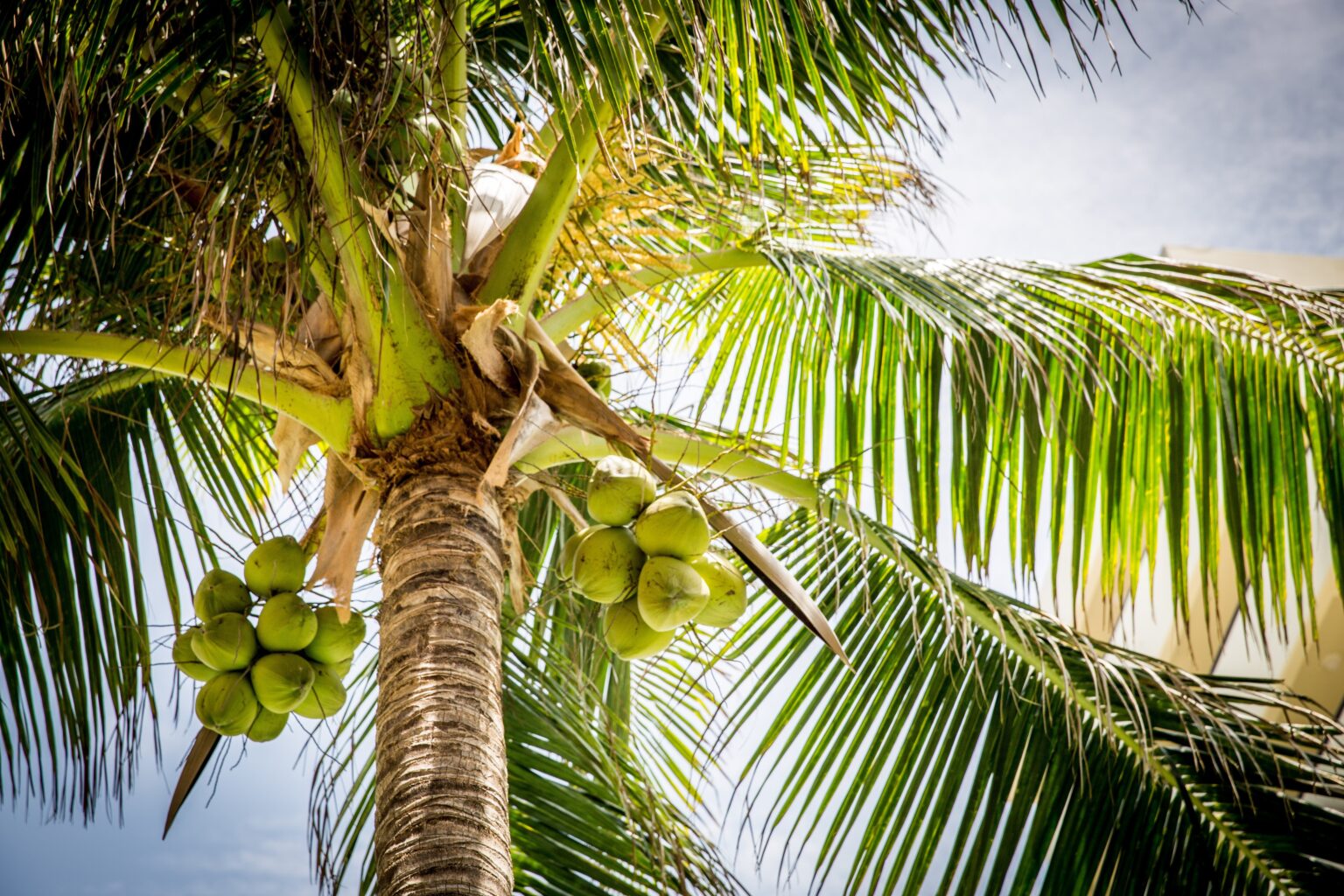 Indonesia’s Palm Oil Future Depends on Intensification, Not Expansion, IPB Professor Says