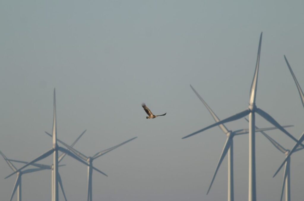 Elestor to Deploy 20 MW Hydrogen Iron Flow Battery at Netherlands' Largest Onshore Wind Farm