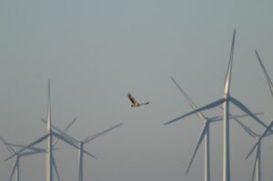 Elestor to Deploy 20 MW Hydrogen Iron Flow Battery at Netherlands' Largest Onshore Wind Farm